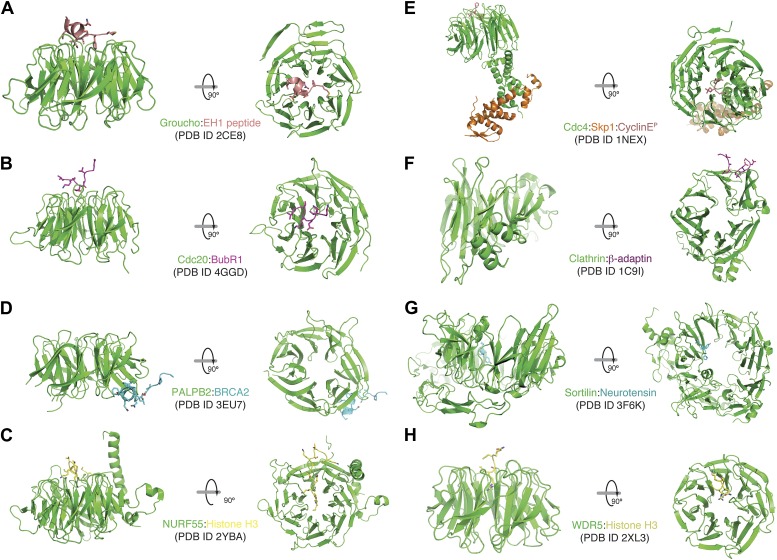 Figure 3—figure supplement 1.