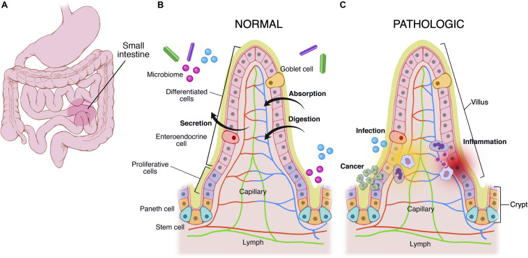 FIGURE 1