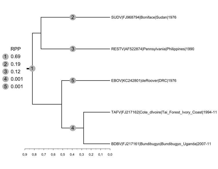 Maximum clade credibility tree of concatenated coding sequences representing the 5 species of the genus Ebolavirus.