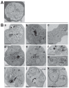 Fig 8