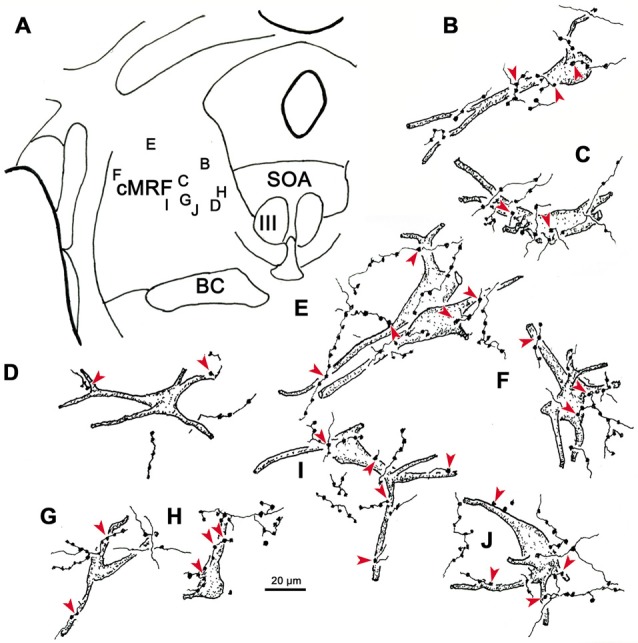 Figure 12