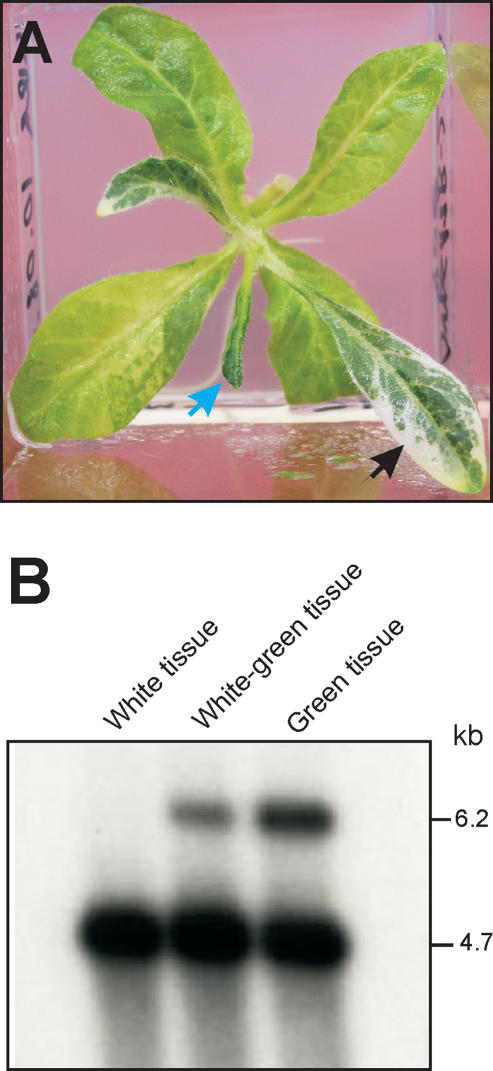 Figure 7