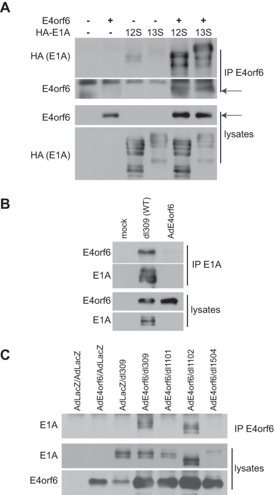 FIG 3 