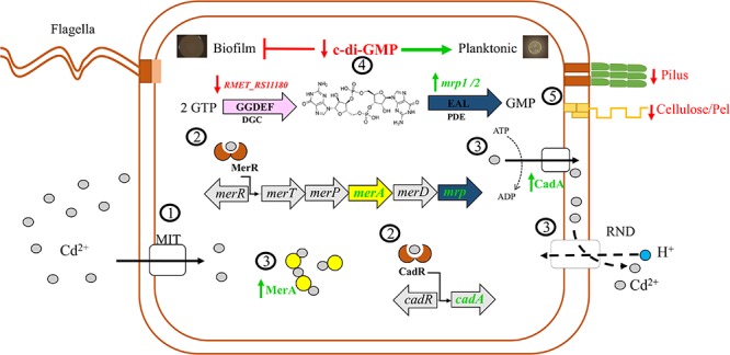 Figure 6