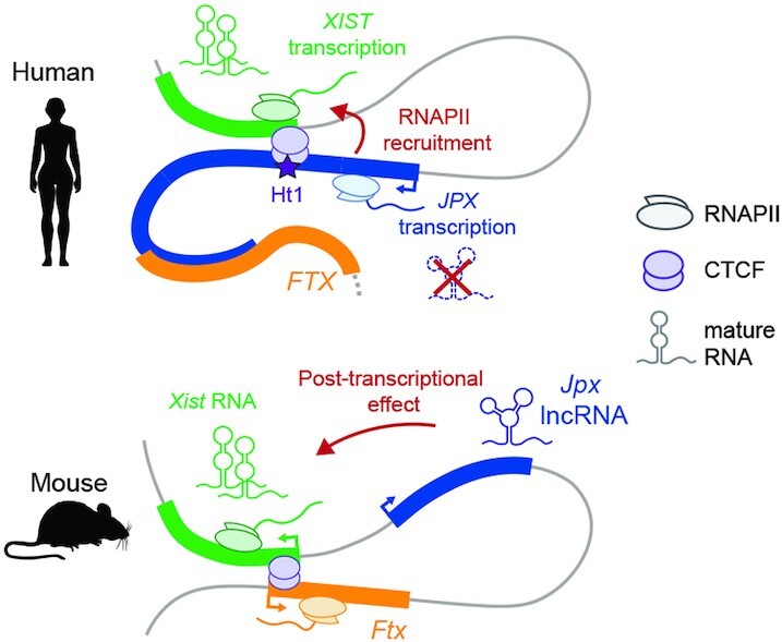 Graphical Abstract