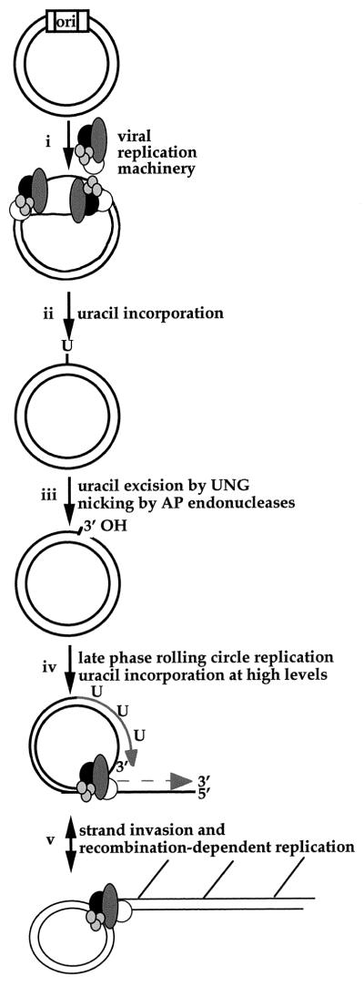 FIG. 7