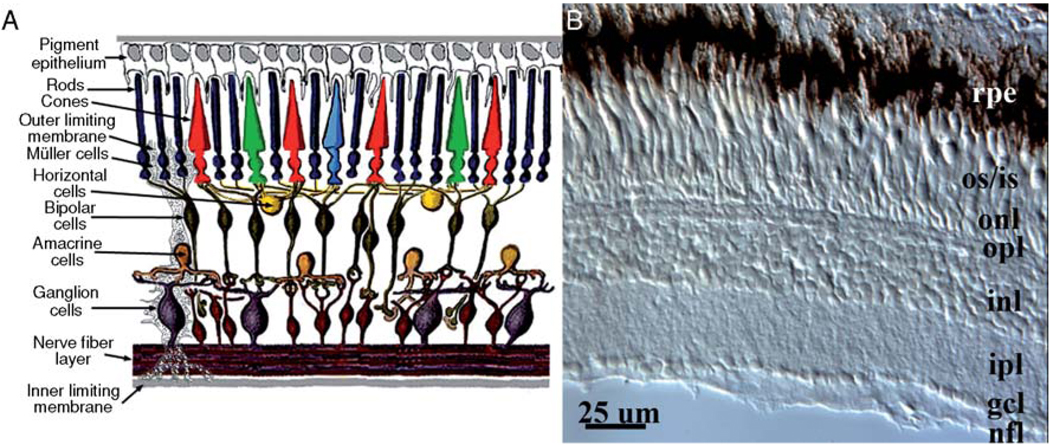 FIG. 1