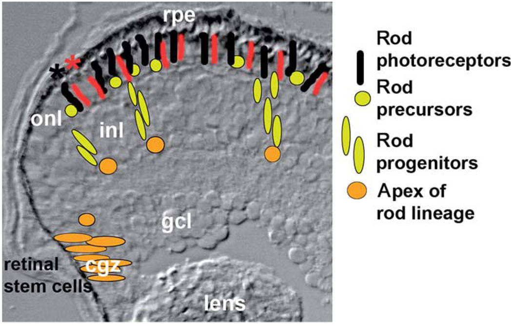 FIG. 4