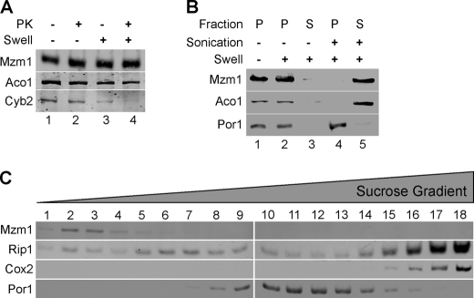 FIGURE 5.