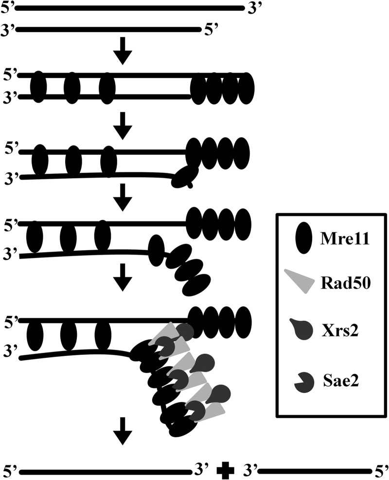 FIGURE 9.