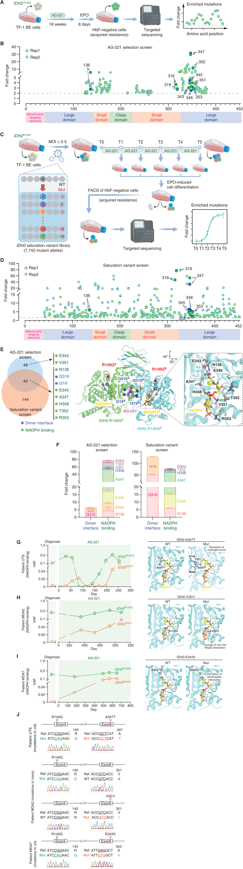 Figure 2. Identification of IDH2 second-site mutations by mutagenesis screens. A, Schematic of AG-221 selection screens to identify IDH2 second-site mutations associated with acquired resistance in IDH2R140Q-BE cells. Targeted sequencing of IDH2 exons was performed using genomic DNA isolated in HbF-negative cells after short-term (6 weeks) and long-term (16 weeks) AG-221 treatment. B, IDH2 second-site mutations identified from AG-221 selection screens. The enriched mutations (fold change ≥ 2; y-axis) from two independent screens (rep1 and rep2) are shown with the amino acid positions (1 to 452; x-axis). The annotated protein domains are shown on the bottom. C, Schematic of saturation variant screens to identify IDH2 second-site mutations associated with acquired resistance in IDH2R140Q-BE cells. IDH2R140Q-BE cells were transduced with variant library at MOI ≤ 0.3, selected with AG-221 for various durations, and induced by EPO before targeted sequencing of IDH2 exons in HbF-negative cells post-AG-221 treatment (0, 2, 4, 6, 8, and 10 weeks or T0 to T5, respectively). D, IDH2 second-site mutations identified from saturation variant screens. The progressively enriched mutations (fold change ≥ 2; y-axis) from two independent screens (rep1 and rep2) are shown with the amino acid positions (1 to 452; x-axis). E, Identification of IDH2 second-site mutations from orthogonal screens. Mutations at the dimer interface and NADPH binding sites are shown on the left as blue and green, respectively. The structure of inhibitor-bound IDH2R140Q homodimer in the open conformation (PDB #5I96) is shown on the right. Gray spheres represent the C-alpha atoms of the identified residues at the NADPH binding sites on the chains A and B of the IDH2R140Q homodimer, respectively. Sodium and calcium ions are shown as purple and orange spheres, respectively. Binding of AG-221 (pink) at the dimer interface and C-alpha atoms of IDH2R140Q (red spheres) are shown. The close-up view of the active site containing NADPH (yellow) is also shown. The residues associated with second-site mutations are indicated on the structure. F, The enrichment of second-site mutations at the dimer interface or NADPH binding sites of IDH2R140Q is shown for AG-221 selection screens (left) and saturation variant screens (right). G–I, Variant allele frequencies (VAFs; left) of IDH2A347T (G), IDH2V351I (H), and IDH2E343V (I) in diagnosis and relapsed AML samples from patients UT8, MDA2, and MDA7 with IDH2R140Q baseline mutation, respectively. Close-up views (right) of the NADPH binding sites with wild-type (WT) or mutant (Mut) residues are shown as sticks. Loss of hydrogen bond interactions (A347T), change of Van Der Waals interaction (V351I) and disruption of electrostatic interaction (E343V) are predicted in comparison with the WT structure. The structural models of one major rotamer of A347T, V351I, and E343V mutants were generated in Coot. J, Sanger sequencing of cis or trans mutation in PCR amplicons from UT8, MDA2, and MDA7 samples.