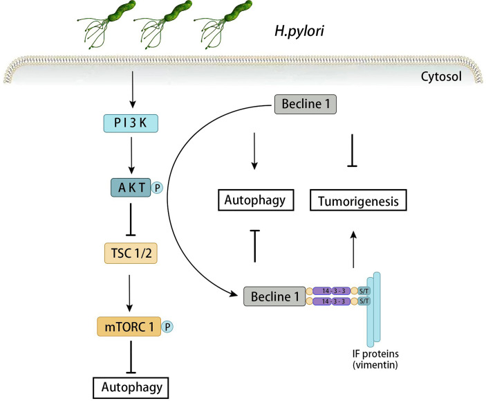 Figure 2