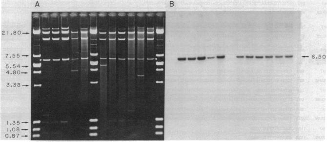 graphic file with name pnas00662-0527-a.jpg