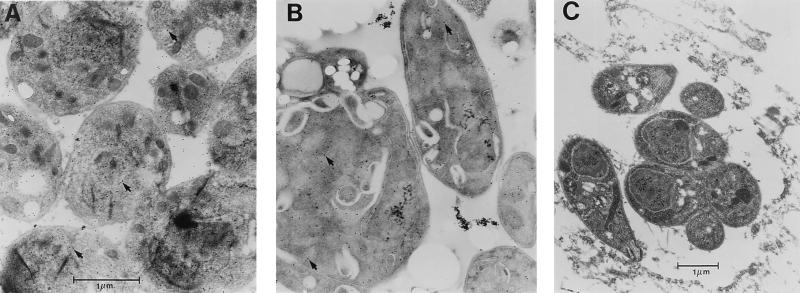 FIG. 5