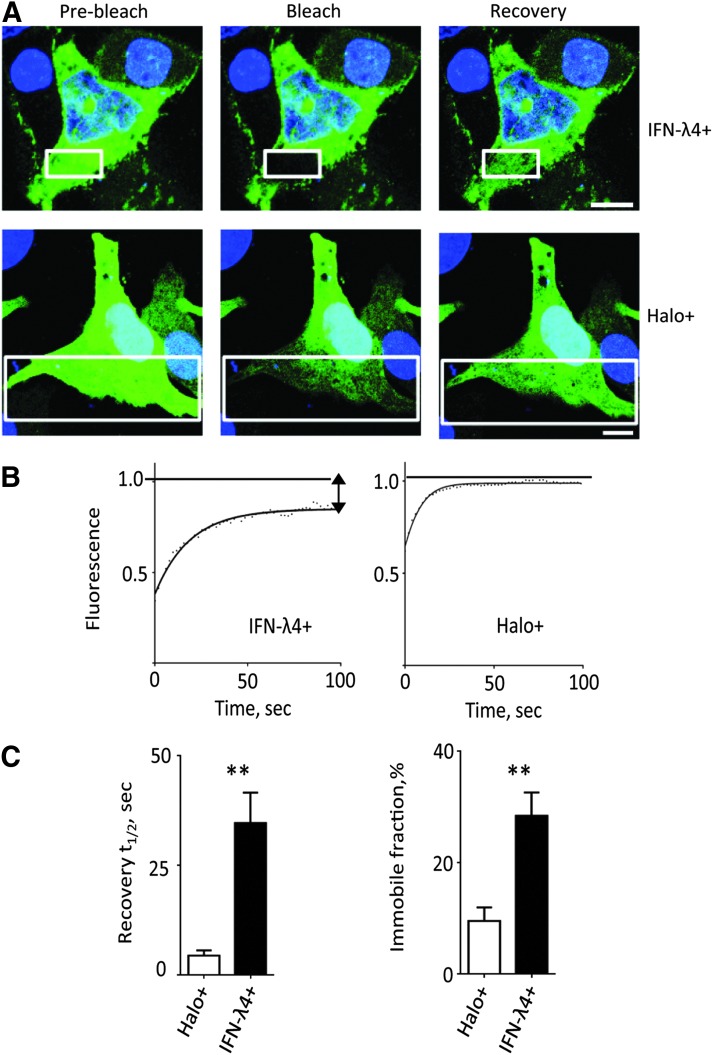 FIG. 4.