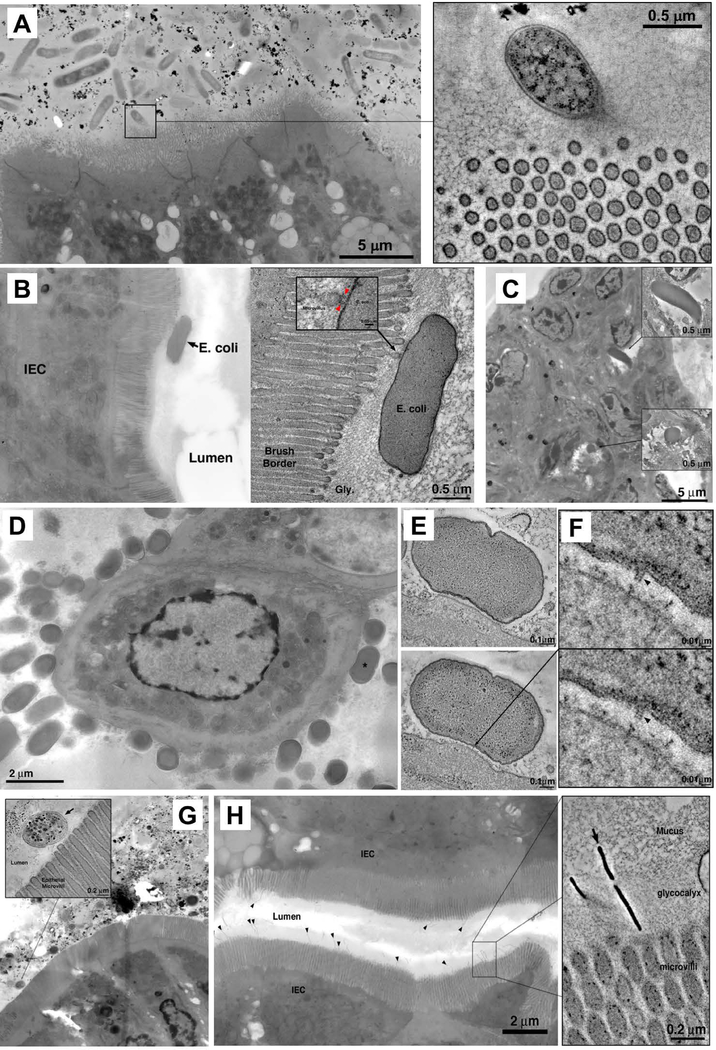 Fig 4.