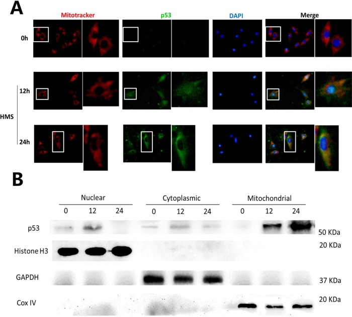 FIGURE 6: