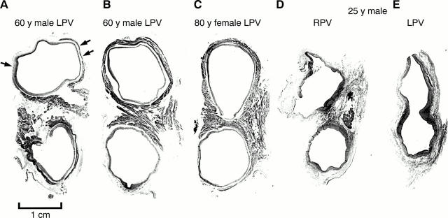 Figure 4  