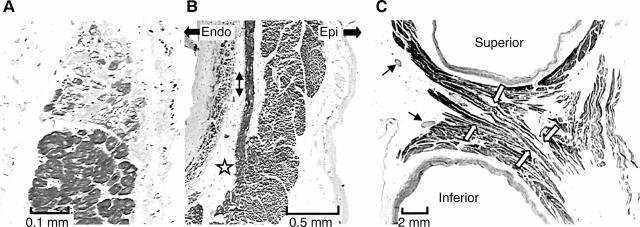 Figure 5  