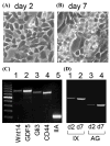 FIGURE 3