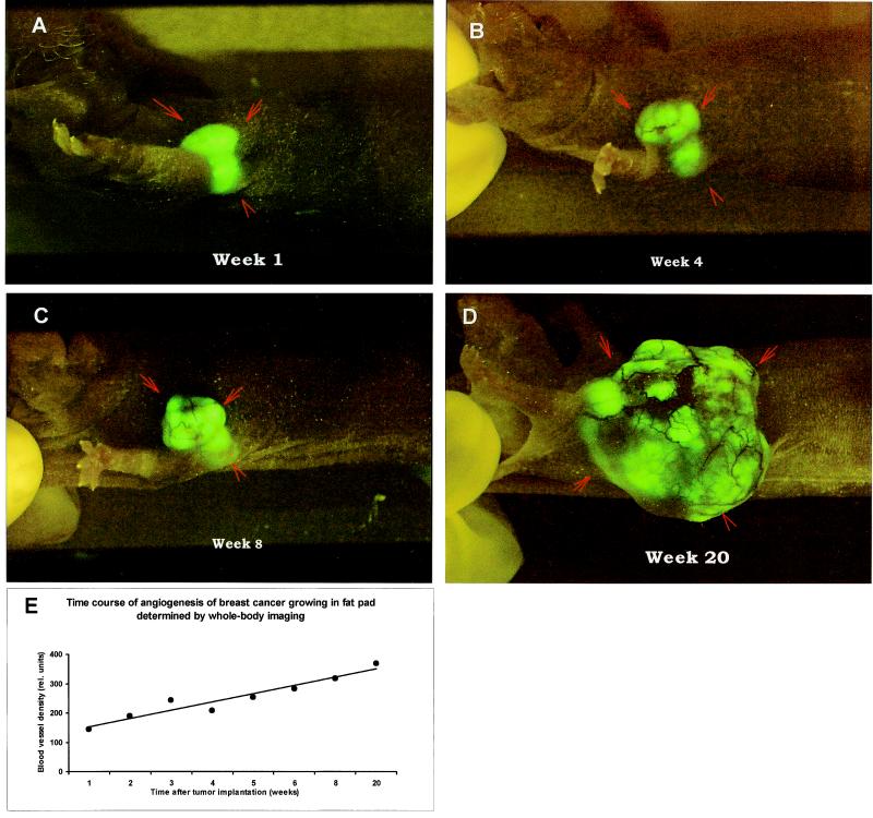 Figure 4