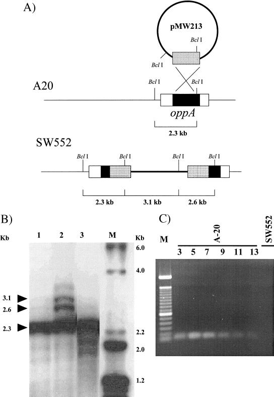 FIG. 1.