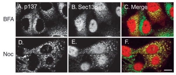 Fig. 9