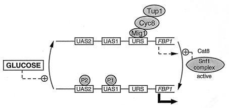 FIG. 5