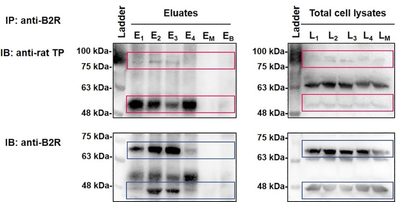 Fig 5