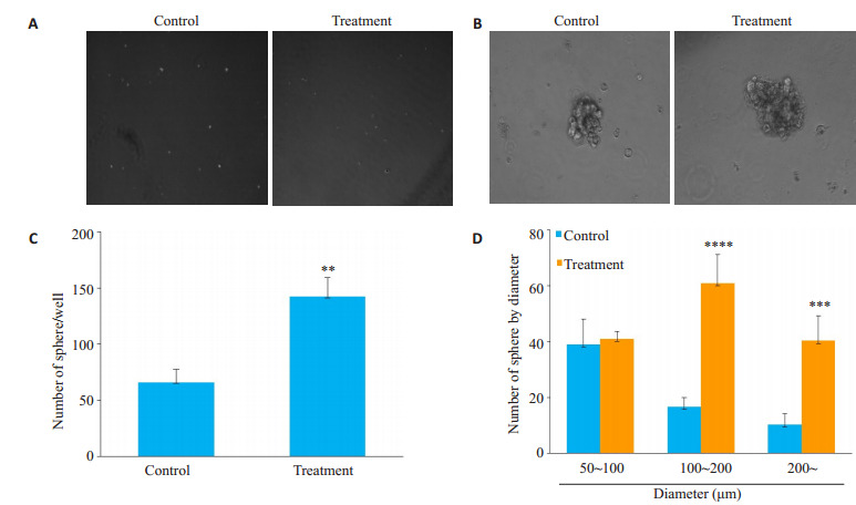 <bold>A</bold>, <bold>B</bold>: Representative images of sphere formation of TNBC MDA-MB-231 cells treated with PBS (control) or exogenous hVEGF<sub>165</sub> (final concentration 10ng/mL) on ultra-low attachment plate (Original magnification, <bold>A</bold>: ×40; <bold>B</bold>: ×100). <bold>C</bold>, <bold>D</bold>: Quantification of sphere number and diameter of TNBC MDA-MB-231 cells. Sphere-formation area were calculated using Image J Software and the results represent the means from 5 visual fields for each well. <sup>**</sup><italic>P</italic> < 0.01, <sup>***</sup><italic>P</italic> < 0.001, <sup>****</sup><italic>P</italic> < 0.0001 <italic>vs</italic> control.