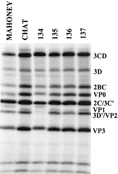 FIG. 5.