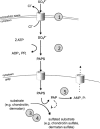 Figure 5