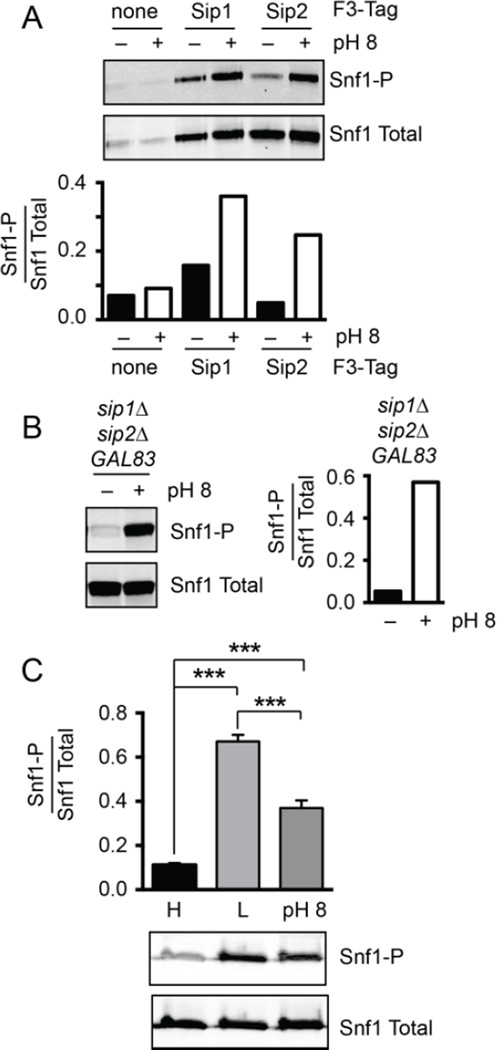 Fig. 8