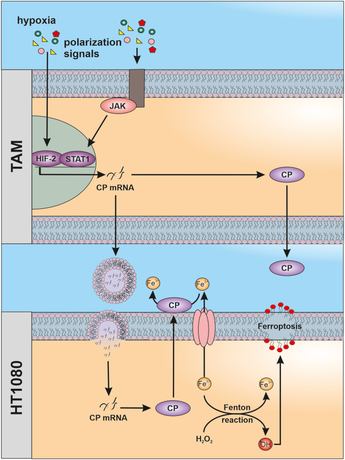 Fig. 8