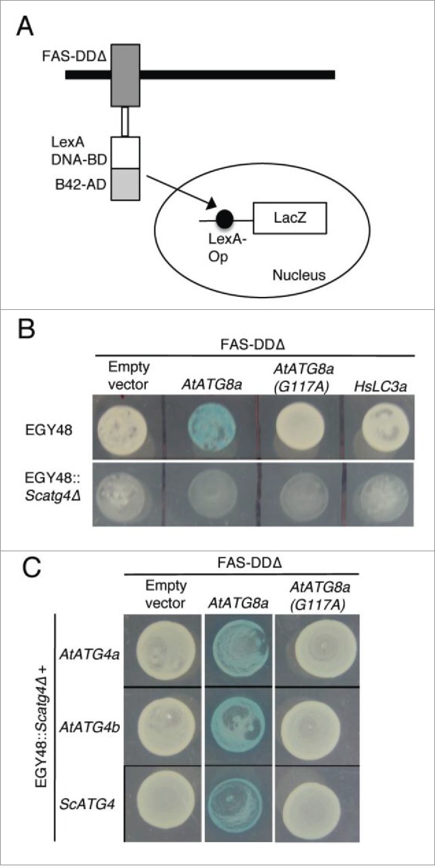 Figure 4.