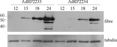 FIG. 5.