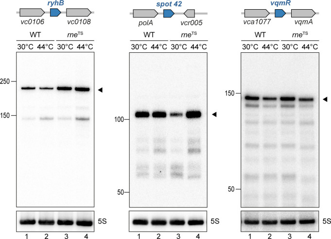 Figure 1—figure supplement 6.