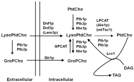 Fig. (6)