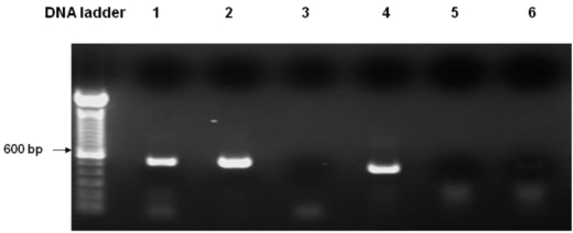 Fig. (1)