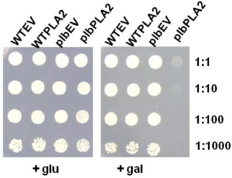 Fig. (2)