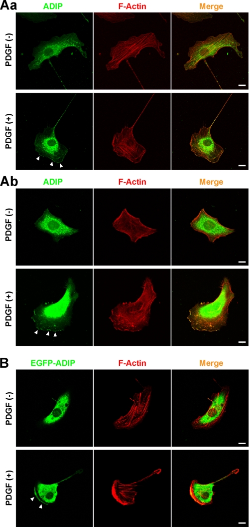 FIGURE 1.