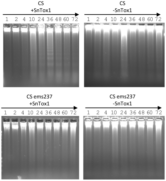 Figure 11