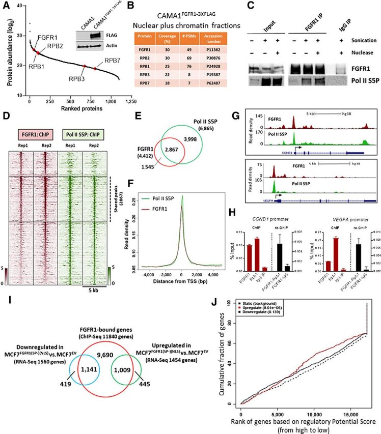 Figure 3. FGFR1 associates with RNA polymerase II and promotes gene expression. A, FLAG-immunoprecipitation followed by MS was performed on sonicated and nuclease-treated mixed nuclear and chromatin fractions of CAMA1FGFR13XFLAG cells. FGFR1 and RNA Polymerase II subunits are highlighted (red). The Western blot on the right shows FLAG-FGFR1 overexpression in CAMA1FGFR13XFLAG cells. B, List of RNA polymerase II subunits that coprecipitate with FLAG-FGFR1. Coverage (%) indicates the percentage of the protein sequence that was covered by the identified peptides. #PSMs indicates the number of Peptide Spectrum Matches or the number of spectra assigned to peptides that contributed to inference of the protein. C, Coprecipitation of FGFR1 and RNA Polymerase phosphorylated on Serine residue 5 (Pol II S5P), with or without sonication and nuclease treatment. D, Heatmaps of ChIP-seq read densities around the FGFR1 (red) and Pol II S5P bound regions (green) in CAMA1 cells. E, Venn diagram and (F) density plots related to FGFR1- and Pol II S5P-ChIP-seq shown in D. G, Distribution of FGFR1 and Pol II S5P binding peaks at the VEGFA and CCND1 promoters (UCSC genome browser). H, ChIP-reChIP assay performed by sequential ChIP-qPCR with an FGFR1 antibody followed by an antibody against Pol II S5P (Rpb1) or normal rabbit IgG (control), at the VEGFA and CCND1 promoters. Enrichment values expressed as percent (%) of input. I, Venn diagram of FGFR1-bound genes by ChIP-seq in MCF7FGFR1(SP-)(NLS) cells (red circle), and genes upregulated (green), and downregulated (blue) in MCF7FGFR1(SP-)(NLS) versus MCF7EV cells. J, Prediction of activating or repressing transcription function of FGFR1 by Binding and Expression Target Analysis (BETA). ChIP-Seq and RNA-seq data from I were integrated. Genomic regions bound by FGFR1 are predicted to regulate the expression of upregulated genes, but not of downregulated genes. P values indicate the significance of the associations compared with background nonregulated genes.