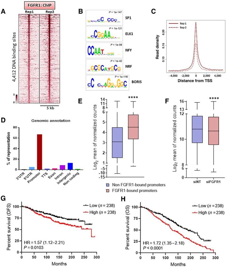 Figure 2. Nuclear FGFR1 occupies chromatin at TSSs of genes associated with antiestrogen resistance. A, Heatmap showing ChIP-seq read densities around the FGFR1-bound regions in CAMA1 cells, in two replicates. The x-axis represents read densities within 5-kb region around the peak summit; the y-axis represents each predicted binding site. Cells were cultured for 48 hours in IMEM/10% CSS. B, Top consensus motifs, identified by de novo motif analysis, at genomic loci bound by FGFR1 identified in A. Statistical significance expressed as P value for each motif is shown. C, Plot representing the density of the FGFR1 distribution around the TSSs in the two ChIP-seq replicates. D, Genomic annotations for the FGFR1-binding sites identified by ChIP-seq showing enrichment of promoter regions. E, Expression level of genes whose promoter is bound by FGFR1 (red; 2,704 genes) versus gene expression of all other genes (blue; 10,452 genes). Data are derived from RNA-seq on CAMA1 cells cultured for 48 hours in IMEM/10% CSS (**** P < 0.0001, Mann–Whitney test). F, Gene expression of genes whose promoter is bound by FGFR1 in CAMA1 cells upon siRNA-mediated FGFR1 knockdown (n = 3; **** P < 0.0001, two-tailed Wilcoxon test). G, Disease-free survival (DFS) and overall survival (H) of the METABRIC cohort of 950 patients with ER+/HER2− breast cancer treated with antiestrogens as a function of the FGFR1-associated polygenic score (lowest quartile vs. highest quartile). The signature score was calculated by GSVA (77).