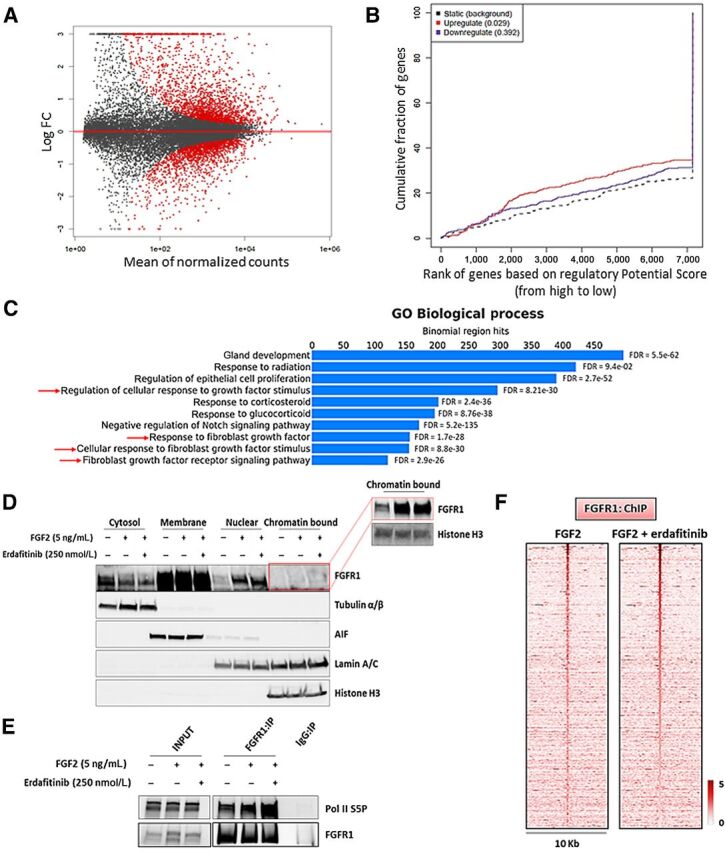 Figure 6. Nuclear FGFR1 activity is enhanced by FGF2 but not affected by RTK blockade. A, MA plot of M (log ratio) versus A (log mean average) normalized counts, showing differentially expressed genes with P <1e-5 in response to FGF2 (5 ng/mL, 6 hours). B, Prediction of activating or repressing transcription function of FG2-stimulated FGFR1 by BETA platform. FGFR1 ChIP-seq results from CAMA1 cells stimulated with FGF2 (5 ng/mL, 3 hours) and RNA-seq data from A were integrated. Genomic regions bound by FGFR1 are predicted to modulate expression of genes upregulated upon FGF2 stimulation, but not downregulated genes; P values indicate the significance of the associations compared with background nonregulated genes. C, GREAT analysis the FGFR1 DNA–binding sites identified by FGFR1 ChIP-seq in CAMA1 cells stimulated with FGF2 (5 ng/mL, 3 hours). Top ten enriched Gene Ontology (GO) Biological Processes and binomial FDR values are shown. D, Subcellular fractionation on CAMA1 cells, showing FGFR1 in cytosolic, membrane, soluble nuclear, and chromatin-bound compartments, after treatment with FGF2 (5 ng/mL, 3 hours) ± erdafitinib (250 nmol/L, 3 hours). Red box shows longer exposure. E, Coprecipitation of FGFR1 and Pol II S5P from sonicated and nuclease-treated lysates of CAMA1 cells ± FGF2 (5 ng/mL, 3 hours) ± erdafitinib (250 nmol/L, 3 hours). F, Heatmaps of ChIP-seq read densities around the FGFR1-bound regions in CAMA1 cells treated with FGF2 (5 ng/mL, 3 hours) ± erdafitinib (250 nmol/L, 3 hours).