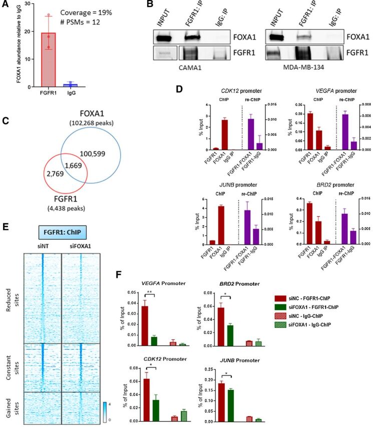 Figure 5. FOXA1 mediates FGFR1 recruitment to chromatin. A, Immunoprecipitation of FLAG-FGFR1 followed by mass spectrometry was conducted on mixed nuclear plus chromatin-bound fractions of CAMA13XFLAG-FGFR1 cells. The plot shows the enrichment of FOXA1 in the FLAG-FGFR1-bound fraction compared to IgG control. B, Coprecipitation of FGFR1 and FOXA1, followed by Western blot analysis, in CAMA1 (left) and MDA-MB-134 (right) cells. C, Venn diagram of FGFR1 peaks (red circle), identified by ChIP-seq (in Fig. 2A) and FOXA1 DNA–binding loci identified by ChIP-Seq (blue circle) in CAMA1 cells. D, ChIP-reChIP assay performed by sequential ChIP-qPCR with a FGFR1 antibody followed by an antibody against FOXA1 or normal rabbit IgG, at the BRD2, CDK12, VEGFA, and JUNB promoters. Enrichment values expressed as percent (%) of input. E, Heatmaps of ChIP-seq read densities around the FGFR1 bound regions in CAMA1 cells transfected with nontargeting (siNT) or FOXA1 siRNAs. Twenty-four hours posttransfection, dishes were replenished with IMEM/10% CSS, and cells were collected 48 hours later for ChIP. F, ChIP-qPCR confirmation of reduced FGFR1 binding at selected genomic loci, VEGFA (t test, P = 0.0071), BRD2 (P = 0.0145), CDK12 (P = 0.0114), JUNB (P = 0.0252) promoters, upon siRNA-mediated FOXA1 knockdown in CAMA1 cells. Enrichment values expressed as percent (%) of input.