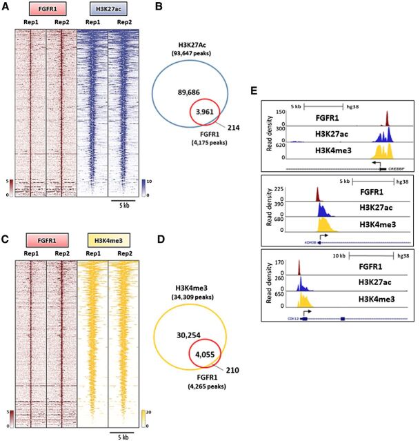 Figure 4. Nuclear FGFR1 overlaps with active transcription histone marks. A, Heatmaps of ChIP-seq read densities around the FGFR1-bound regions (red) and areas of increased acetylation of H3K27 (H3K27ac, blue) in CAMA1 cells. Two replicates for each antibody are shown. B, Venn diagram of FGFR1 ChIP-Seq peaks and H3K27ac regions. C, Heatmaps of ChIP-Seq read densities around the FGFR1-bound regions (red) and areas of increased trimethylation of H3K4 (H3K4me3; yellow) in CAMA1 cells. Two replicates for each antibody are shown. D, Venn diagram of FGFR1 ChIP-Seq peaks and H3K4me3 regions. E, Distribution of FGFR1-binding peaks, H3K27ac and H3K4me3 histone marks at the CREEBP, KDM4B, and CDK12 promoters (UCSC genome browser).