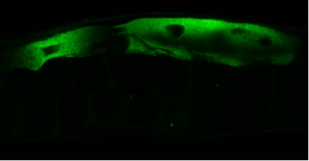 FISH staining demonstrating infection of intestinal epithelial cell of C. elegans by Orsay virus.