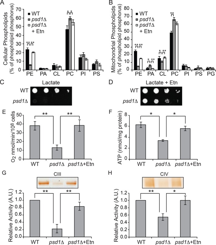 FIGURE 6: