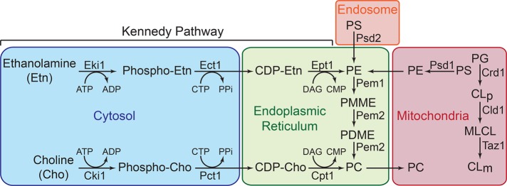 FIGURE 1: